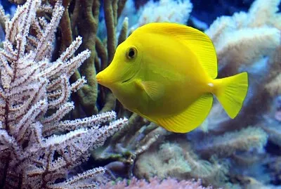 El pez cirujano amarillo