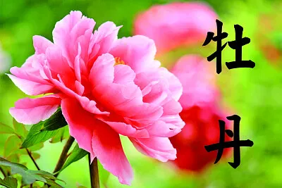 ç‰¡ä¸¹ jigsaw puzzle