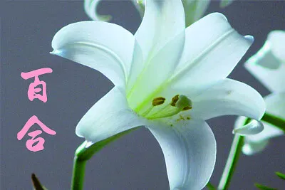 ç™¾åˆ jigsaw puzzle