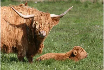 Mum   Son