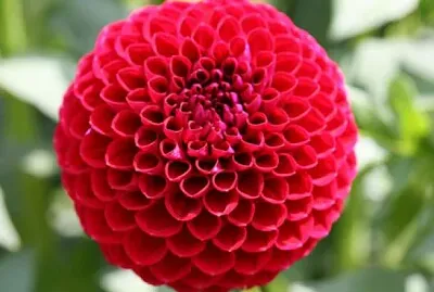 Flori de toamnÄƒ-Dalia