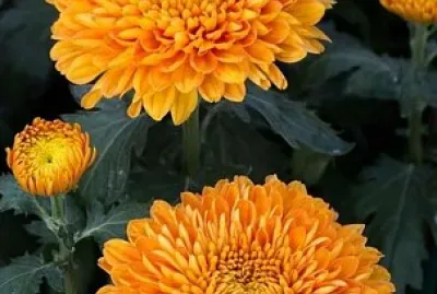 Flori de toamnÄƒ- Crizantema