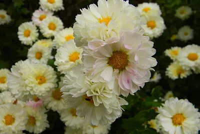 Flori de toamnÄƒ- TufÄƒnele jigsaw puzzle