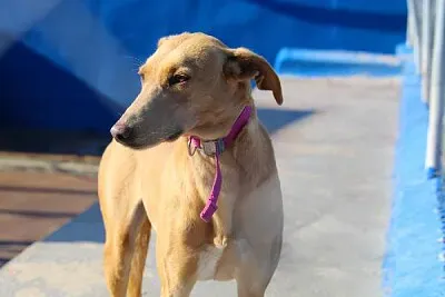 Dog up for adoption: Natali