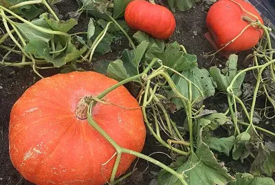Three Pumpkins