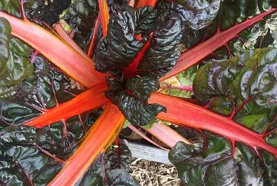 Red Swiss Chard
