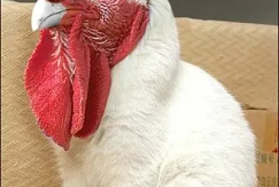 CÃƒO GALO