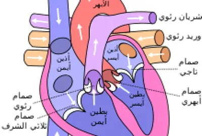 Ø§Ù„Ù‚Ù„Ø¨
