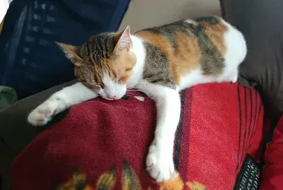 Animais domÃ©sticos