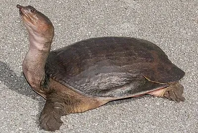 Dal guscio molle della Florida