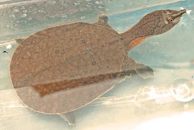 Dal guscio molle della Malesia jigsaw puzzle