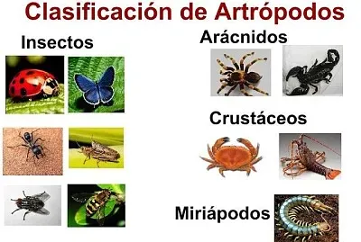 artrÃ³podos