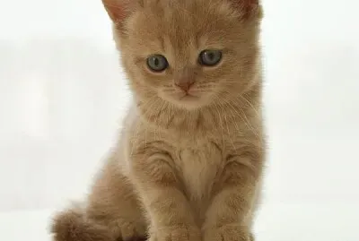 Visiten mi album gatitos bebes lindos