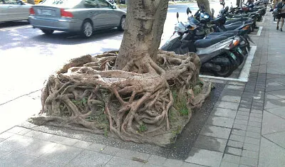 פאזל של Cursed image