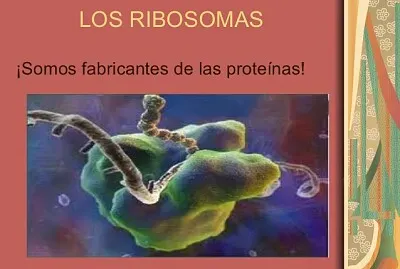 Ribosomas