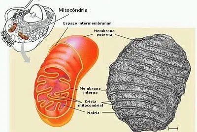 MITOCONDRIA