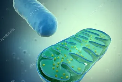 MITOCONDRIA