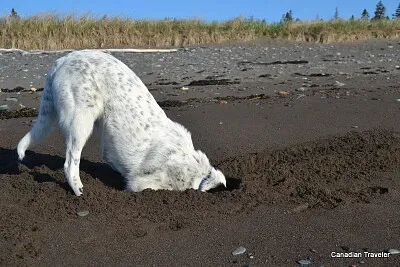 Digging dog jigsaw puzzle