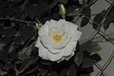 Rosa