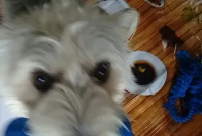 Animais de estimacao