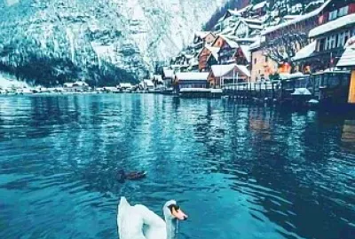 animales jigsaw puzzle