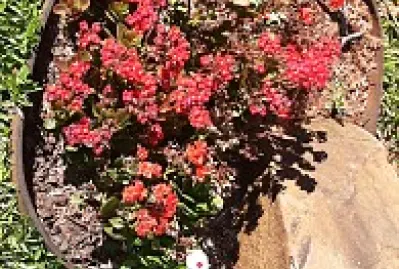 Flor