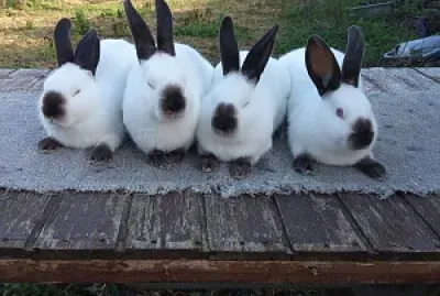 lapin russe