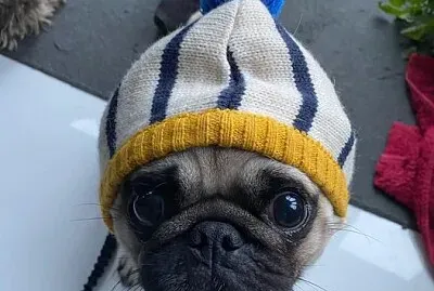 pug