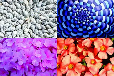 è‡ªç„¶ç”Ÿæ…‹é¡è‰² jigsaw puzzle