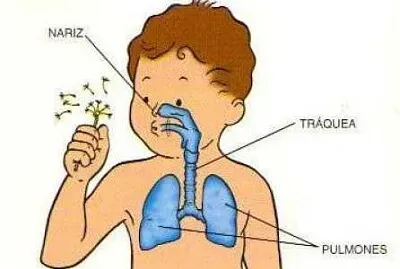 Sistema respiratorio jigsaw puzzle