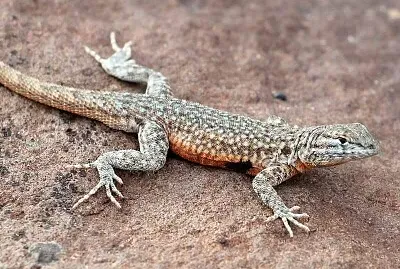 reptil 1