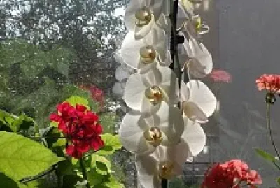 fowers