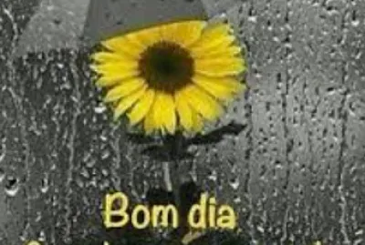 Girassol