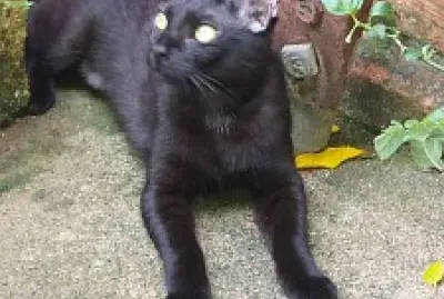 פאזל של Maria Fifi