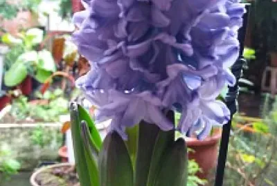 Flores