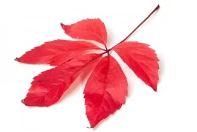 Frunza de vita de vie