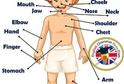 The body parts for childrens