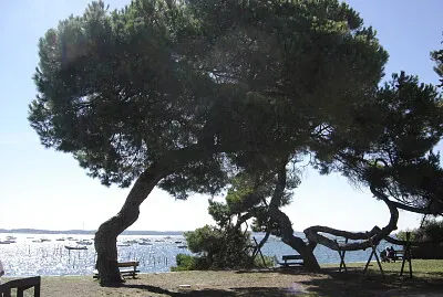 Vue Bassin d 'Arcachon
