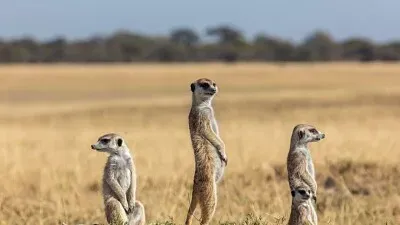 ORDEN, NOMBRE COMUN. CARACTERISTCA