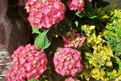 FLOWERS