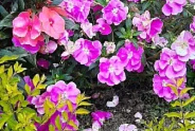 naturaleza
