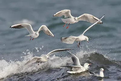 gaviotas