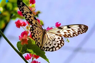 mariposa2