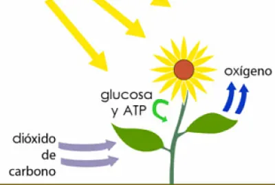 FotosÃ­ntesis