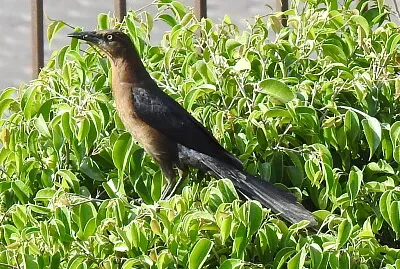 PAJARRACO
