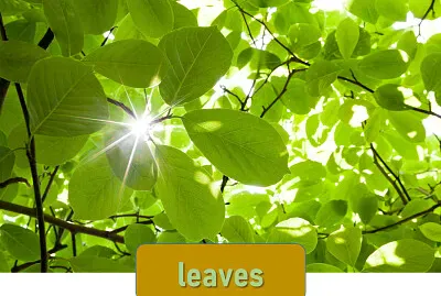 leaves