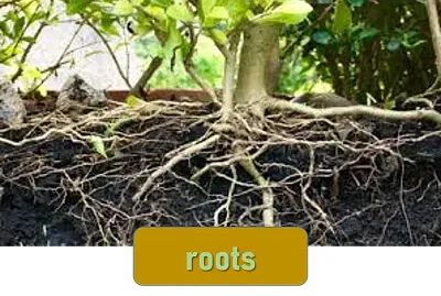 roots