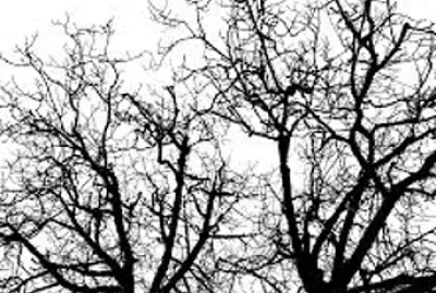 branches