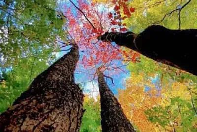 פאזל של threes