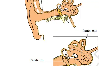 human ear jigsaw puzzle